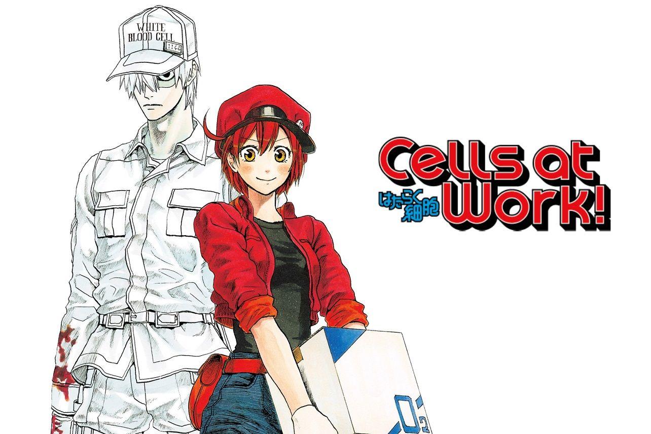 Cover image of Cells at Work!! (Dub)
